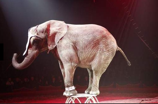 Cirkus Trapez elefant